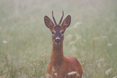Roe deer, capreolus capreolus, in the mist. Wild roebuck on a meadow with flowers and fog in background.の写真素材