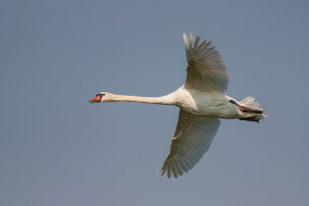 Mute swan, Cygnus olor, in flight with skies in the background. Big white bird flying.の写真素材