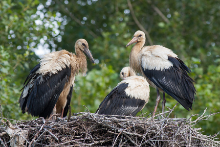 Three young white storks, ciconia ciconia, on nest. Black and white birds with green blurred background.の写真素材