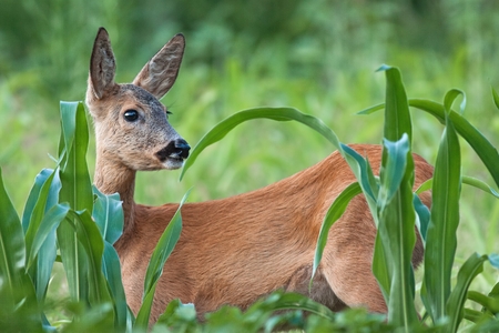 Portrait of roe deer doe female in summer. Close-up of wild animal with fresh colors.の写真素材