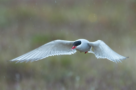 Arctic tern, Sterna paradisaea, in flight with a fish in the beak. Icelandic seabird of the tern family Sternidae. Bird breeding sub-Arctic regions. Flying tern with blurred green background in rain.の写真素材