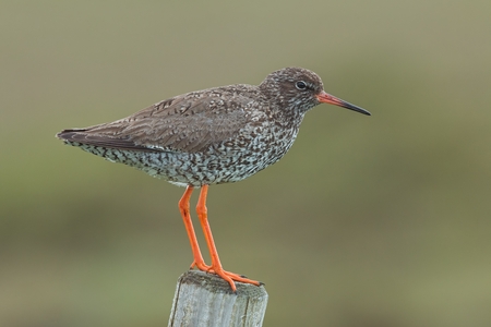 Common redshank, Tringa totanus, with blurred background. Wader bird breeding in grassland of...