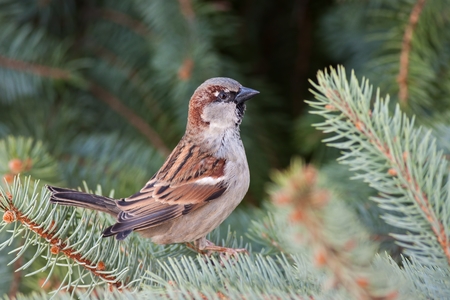 Male house sparrow, Passer domesticus, perched on a tree branch. Bird sitting on a conifer in summer. Alerted wild animal.の写真素材