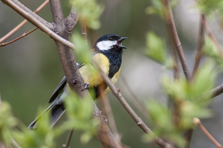 Bird singing in spring forest with fresh green tree in Sunny day. Great tit, parus major, in fresh spring with open beak. Wild animal in natural environment.の写真素材