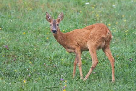Roe Deer, Capreolus capreolus, Doe in green meadow. Wild animal in summer in fresh green environment. Wildlife scenery with blurred background.の写真素材