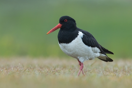 Eurasian oystercatcher, Haematopus ostralegus, birds of Iceland. Black and white bird with long straight red beak standing in green grass with blurred background. Summer on Iceland.の写真素材