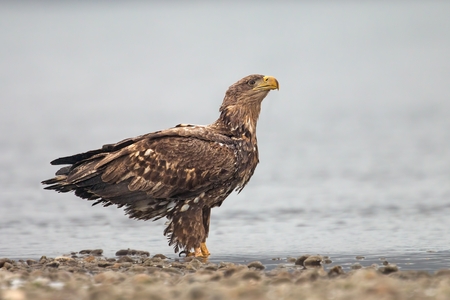 White-tailed Eagle, Haliaeetus albicilla, standing in shallow water on river bank. Wildlife scene from wild nature. Bird of prey with gravel and water. Wildlife scene from wild nature. Young bird in natural environment.の写真素材