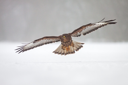 Wild common Buzzard, Buteo buteo, flying over snow. Bird of prey in flight over frosty winter country.の写真素材