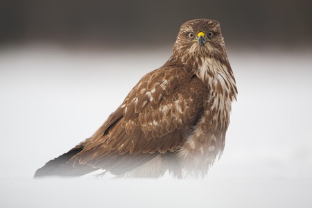 Alert common buzzard, Buteo buteo, sitting on snow in winter. Bird of pray surrounded by frost.の写真素材