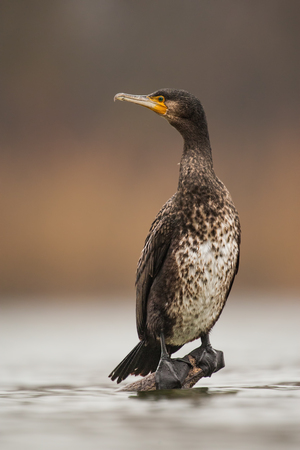 Great Cormorant, Phalacrocorax carbo, sitting on a perch just above water level. Wild bird in nature.の写真素材