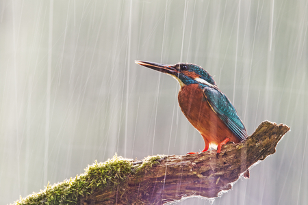 Male common kingfisher, alcedo atthis, in heavy rain. Wildlife scene with bird sitting on a perch during a storm with sun shining from behind. Bright colorful wilderness image. Concept of determination and motivation.の写真素材