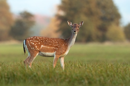 Female fallow deer, dama dama, in autumn colors. Detailed image of wild animal with blurred background. Wildlife scenery with cute mammal watching.の写真素材