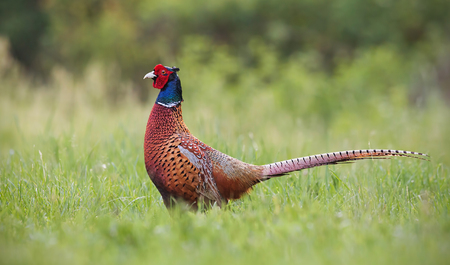 Common pheasant, phasianus colchicus male cock with clear blurred background. Wild animal in nature.の写真素材