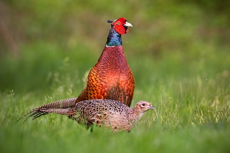 Pair of common pheasants, phasianus colchicus in spring. Male cock displaying to female during mating season. Dominant rooster and cmouflaged hen of exotic colorful bird. Typical behavior of wildlife.の写真素材