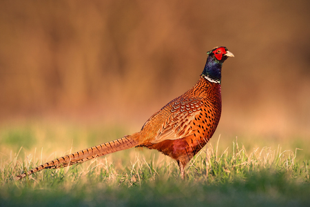 Common pheasant, phasianus colchicus male cock with clear blurred background. Wild animal in nature.の写真素材