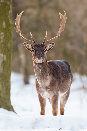 Wild Fallow deer, dama dama, male standing in snow. Front view of majestic animal in winter forest.の写真素材