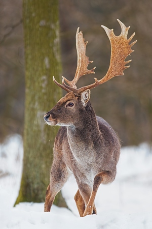 Wild Fallow deer, dama dama, male standing in snow. Front view of majestic animal in winter forest.の写真素材