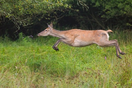 Red deer, cervus elaphus, runnig dynamically at high speed. Wildlife action scenery from nature. Mammal jumping while sprinting fast.の写真素材