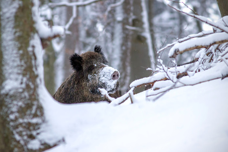 Wild boar, sus scrofa, in winter peeking out with snow on nose. Wild animal in winter hiding behind a tree. Wildlife scenery from wilderness.の写真素材