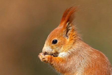 Portrait of Eurasian red squirrel, sciurus vulgaris, in autumn forest in warm light. Wildlife...