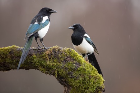Two Eurasian Magpies, Pica Pica, on moss covered branch in winter. Pair of black and white birds in winter.の写真素材