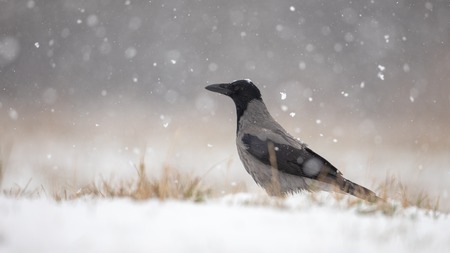 Hooded crow, corvus cornix, on snow in winter during snowfall. Crow in cold weather with space for...