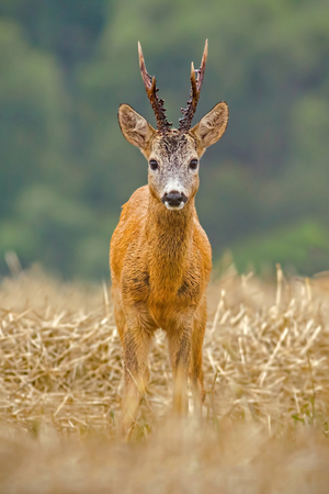 Roe Deer, Capreolus capreolus, buck with big antlers. Wild roebuck on a filed in nature. Wildlife scenery, vertical orientation.の写真素材