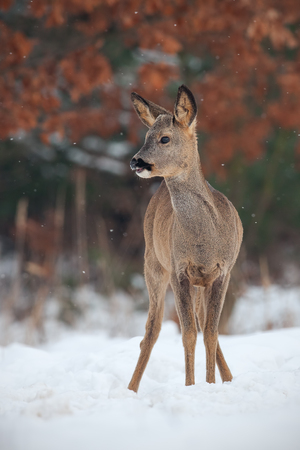 Roe deer, capreolus capreolus, in deep snow in winter. Wild animal in freezing environment. Cold wildlife scenery.の写真素材