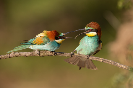 Pair of european bee-eaters, merops apiaster fighting. Two colorful exotic looking birds having a conflict. Action wildlife scenery.の写真素材