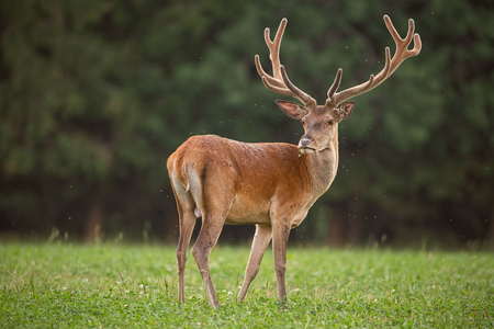 Curious red deer stag with flock of flies flying aroud. Deer buck at spring time in natural environment with green blurred background. Wildlife peaceful scenery.の写真素材