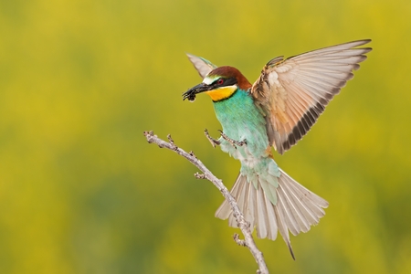 European bee-eater, merops apiaster, landing on a twig with bee in beak. Colorful bird flying with caught insect. Wildlife scenery with blurred yellow backgroundの写真素材