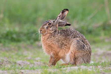 European brown hare, lepus europaeus, sitting in spring with green grass in background. Rabbit with long ears hiding. Wildlife scenery from nature.の写真素材