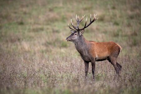 Red deer stag, cervus elaphus, standing looking aside on a meadow with dry grass in autumn. Wild animal in nature with blurred background and copy spaceの写真素材