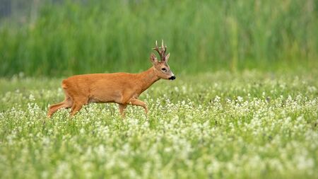 Wild roe deer, capreolus capreolus, buck with dark antlers walking on a meadow with white wildflowers early in the morning in summer. Animal in wilderness with copy space.の写真素材