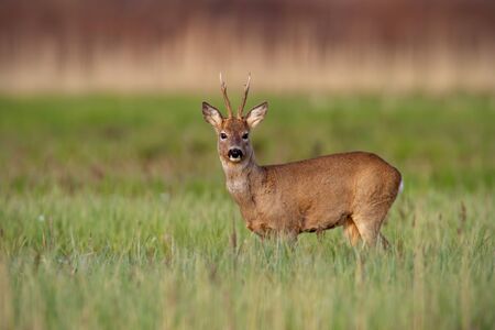 Surprised roe deer, capreolus capreolus, buck in winter coat in springtime standing on a green meadow and looking to camera. Wild animal in fresh green nature at sunrise.の写真素材