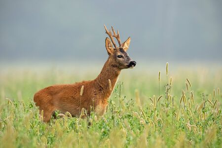Roe deer, capreolus capreolus, buck standing in tall grass looking away in summer. Male deer animal in the wild.の写真素材