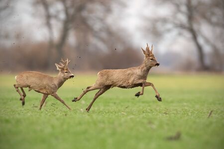 Two wild roe deer, capreolus capreolus, bucks chasing each other in spring nature. Dominant male...