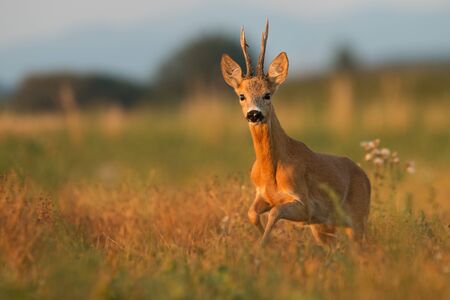 Calm male mammal roe deer, Capreolus capreolus, standing on the meadow in sunset from front view with space for text. Wild animal looking with peace with blurred background.の写真素材
