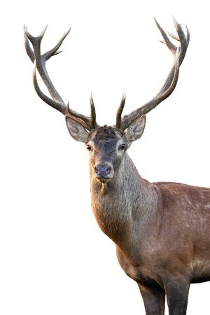 Close-up of red deer, cervus elaphus, stag head with antlers standing in summer isolated on white background. Cut out front view portrait of wild male mammal deer backlit at sunset.の写真素材