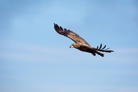 Juvenile white-tailed eagle, haliaeetus albicilla, flying against blue sky at sunrise. Wild bird of...