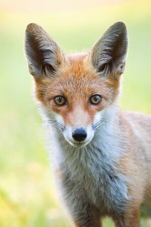 Vertical close-up portrait of red fox, vulpes vulpes, with blurred green background in summer. Detail of wild animal staring to camera.の写真素材