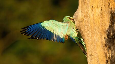 European roller, Coracias garrulus, feeding chicks in nest hidden in cavity of hollow tree in...