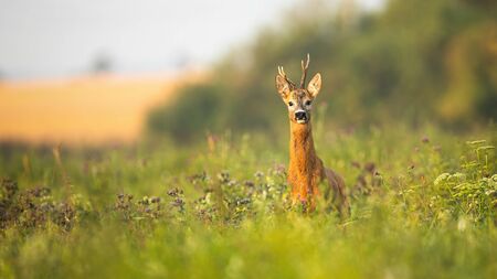 Roe deer, capreolus capreolus, buck standing proudly with head up on a meadow with wildflowers at sunrise. Wild animal with fur wet from dew facing camera in summer with copy space.の写真素材