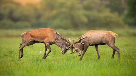 Two red deer, cervus elaphus, stags fighting against each other using antlers and pushing hard. Fierce wild mammals protecting territory in autumnal rutting season. Aggressive animals in conflict.の写真素材