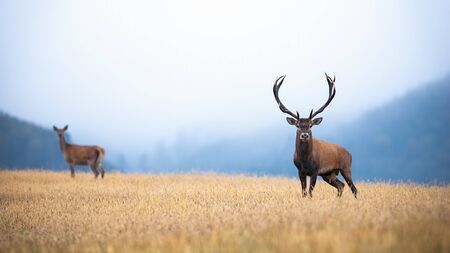 A pair of red deer, cervus elaphus, stag and hind on atmospheric field looking into the camera. Two adult deer on the yellow meadow surrounded by the misty forest with copy spaceの写真素材