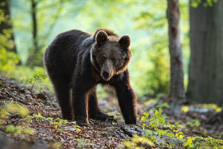 Eurasian brown bear, ursus arctos, standing in the woods in springtime alone. A solitary young...