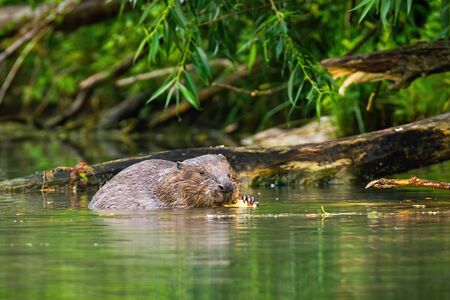 A focused eurasian beaver, castor fiber, processing the wood in the wet surroundings of the river. An adult beaver with big claws feeding himself in the water. Wild animal in natural environment.の写真素材