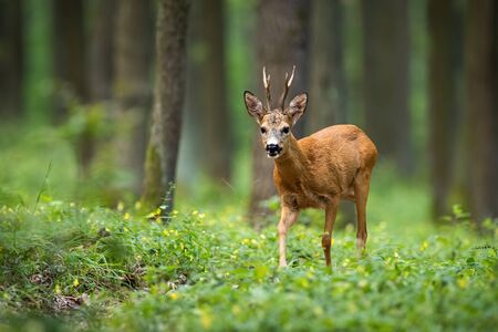 A colorful photo of roe deer, capreolus capreolus, buck looking for mate in the woods. Forest ruminant walking between grass and flowers the ground in summer and looking into the camera.の写真素材