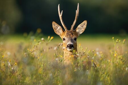 Adult roe deer, capreolus capreolus, buck with long antlers hidden in grass with wildflowers looking. Close-up of dominant wild deer in nature facing camera in summer at sunrise.の写真素材