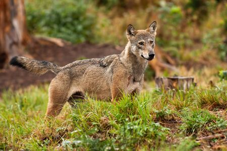 A cute grey wolf, canis lupus, watching something in the distance and looking to the right of the camera. Wild canine hunting in the colorful forest. Mammal in wilderness.の写真素材